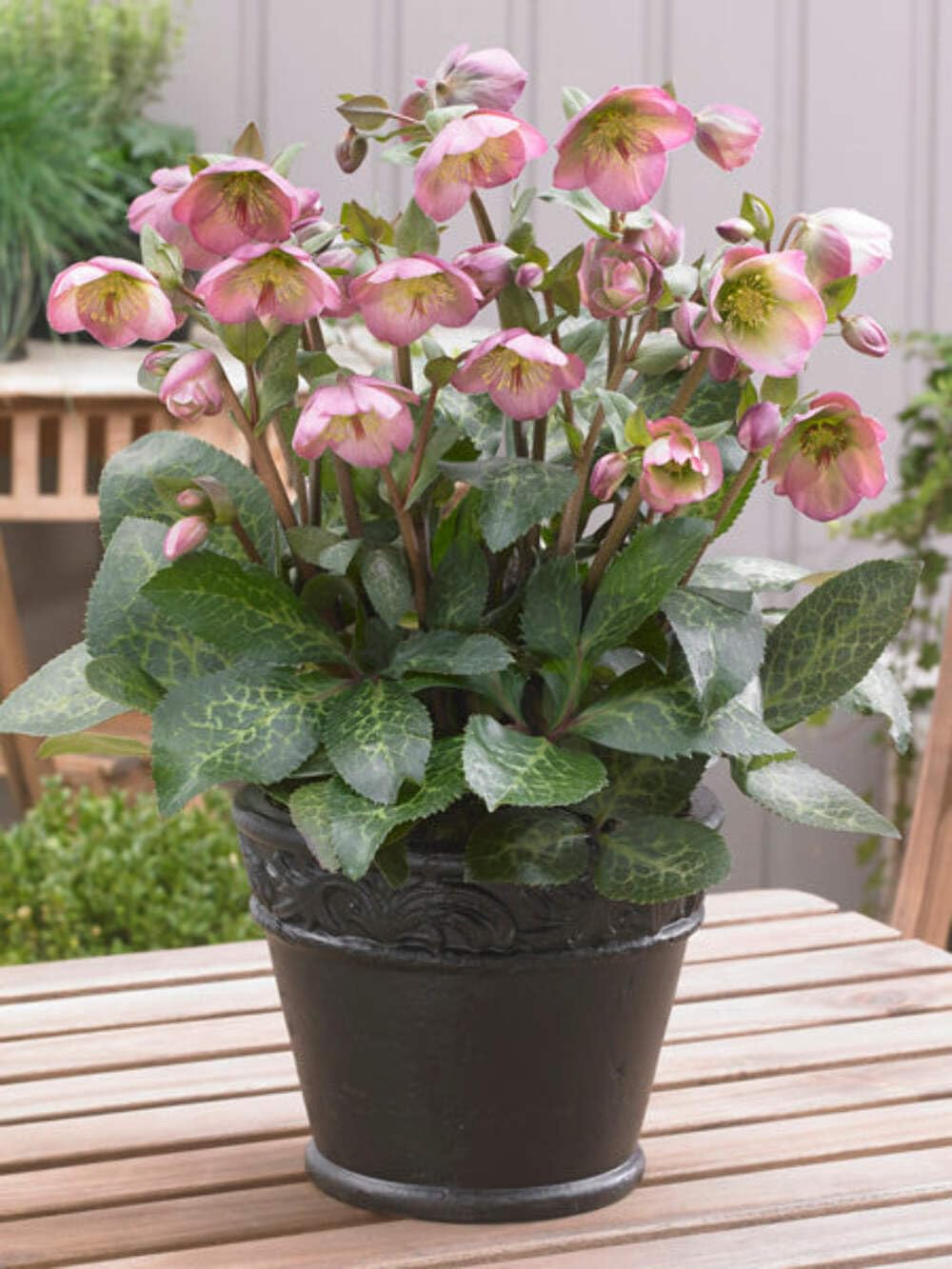 Perennial Farm Marketplace Helleborus Frostkiss® Dorothy’s Dawn® (Lenten Rose) Live Perennial, Size-#1 Container, Pale Pink Winter to Spring Flowers with Marbled Evergreen Foliage