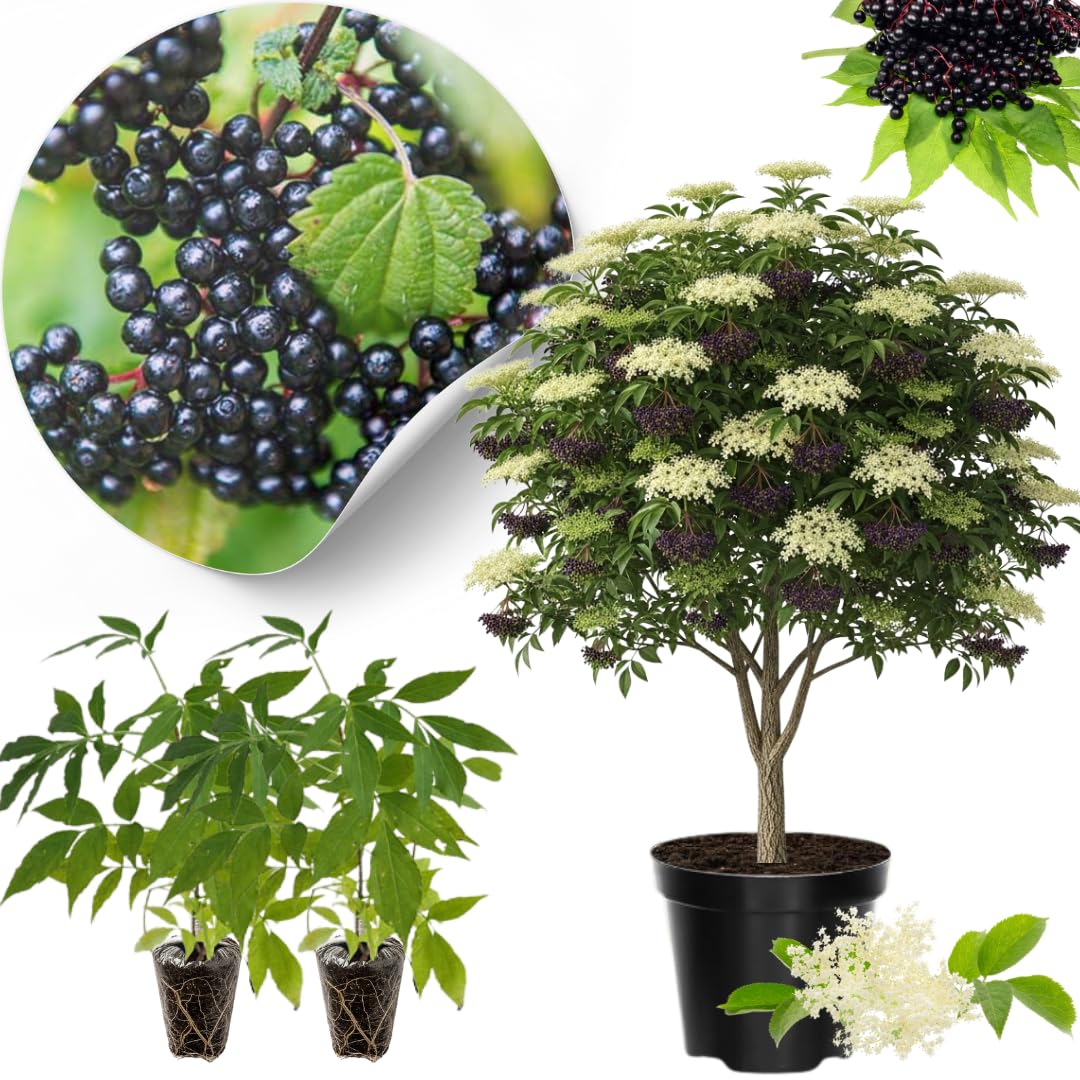 2 American Elderberry Bush Live Plants 6 to 12 Inch Tall, Black Elderberry Plants Live for Planting, Sweet Elderberries Fruit Tree Live Plant