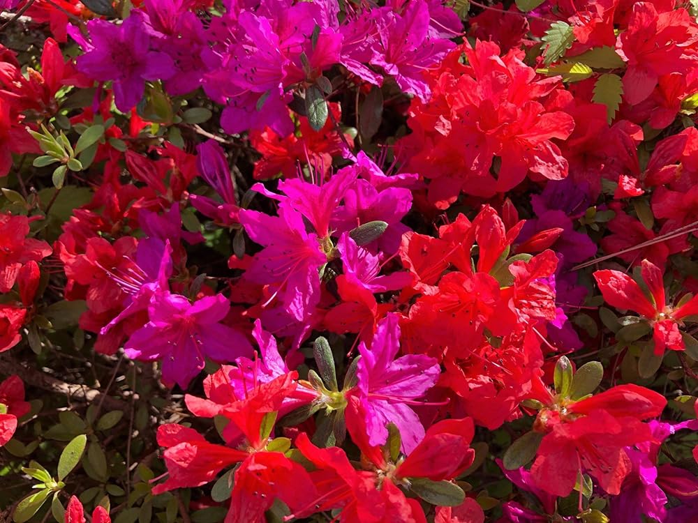 100+ Rhododendron Carolina Azalea Seeds Mix Flowers Shrub Bush Tree Flowers Garden Plant