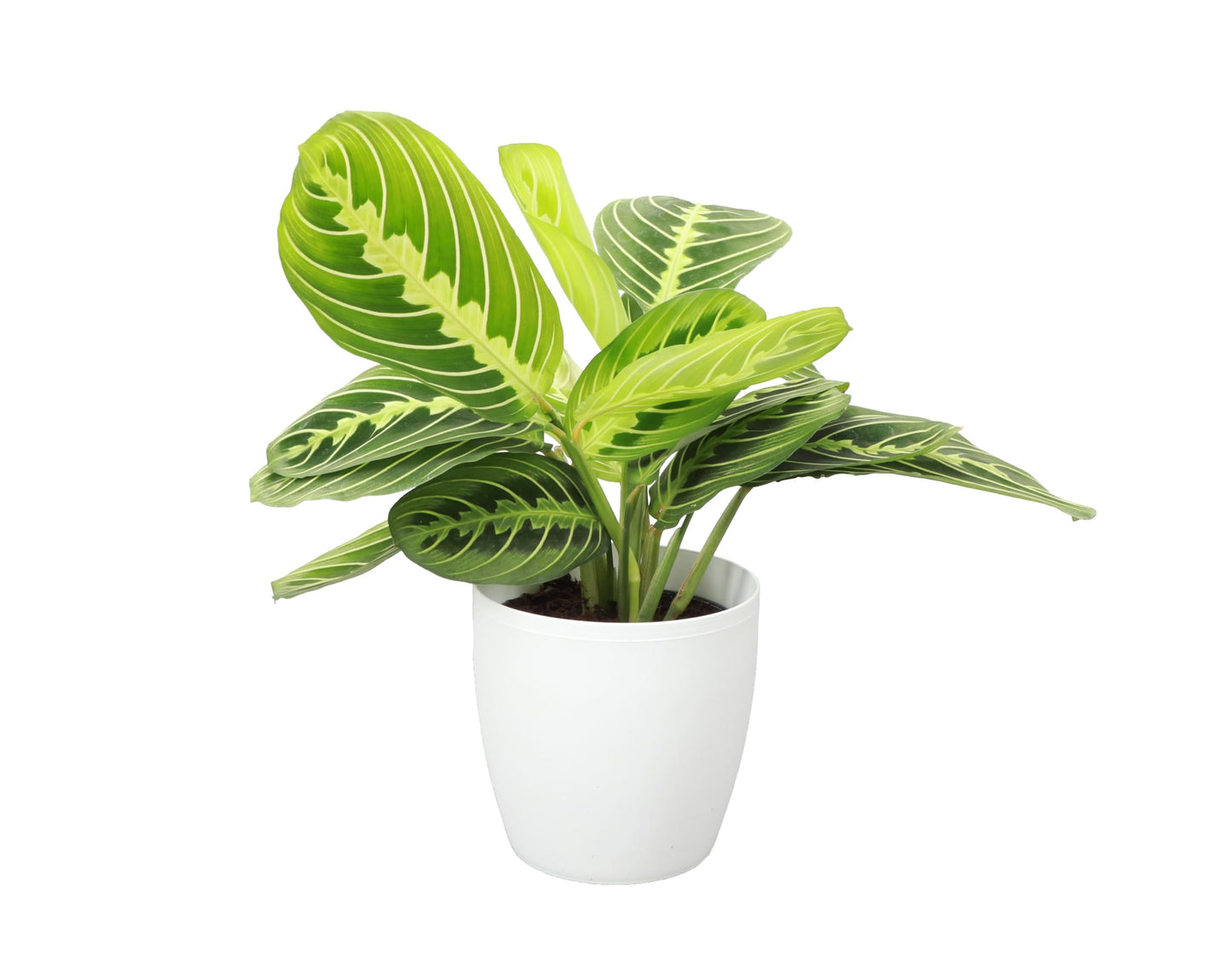 Thorsen's Greenhouse Lemon Lime Prayer Plant, Live Indoor Plant, Pet Friendly, Attractive Houseplant, Lemon Maranta, Natural Air Purifier, Easy to Grow, 4" Diameter Pot, White