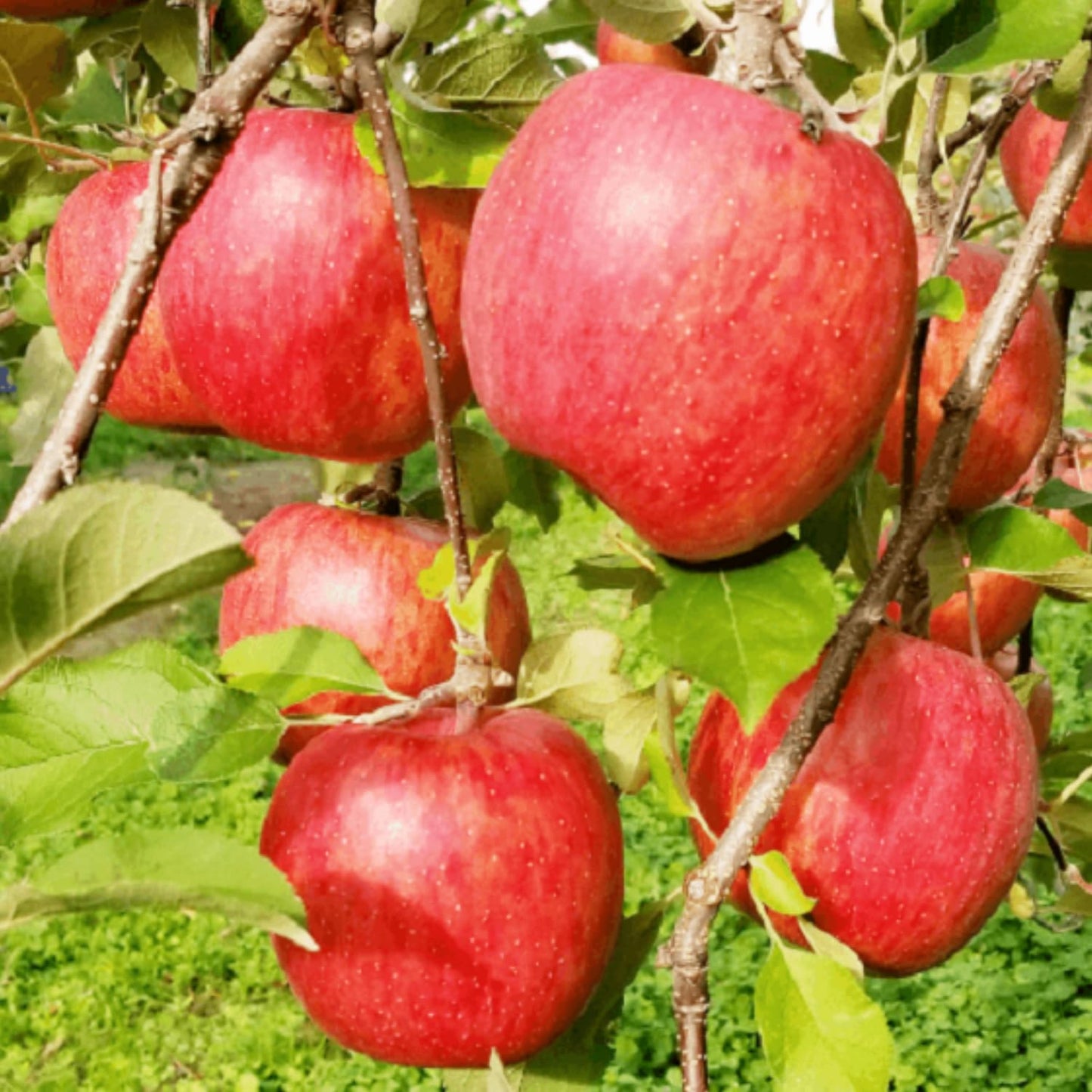 Gala Apple Tree Live Plant, 2 to 3 Feet Tall, Red Apple Tree Plant for Planting, Apple Fruit Trees Indoor Outdoor