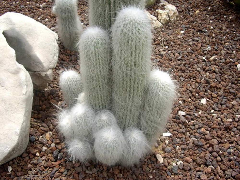 Fat Plants San Diego Espostoa Cactus (4 inch)