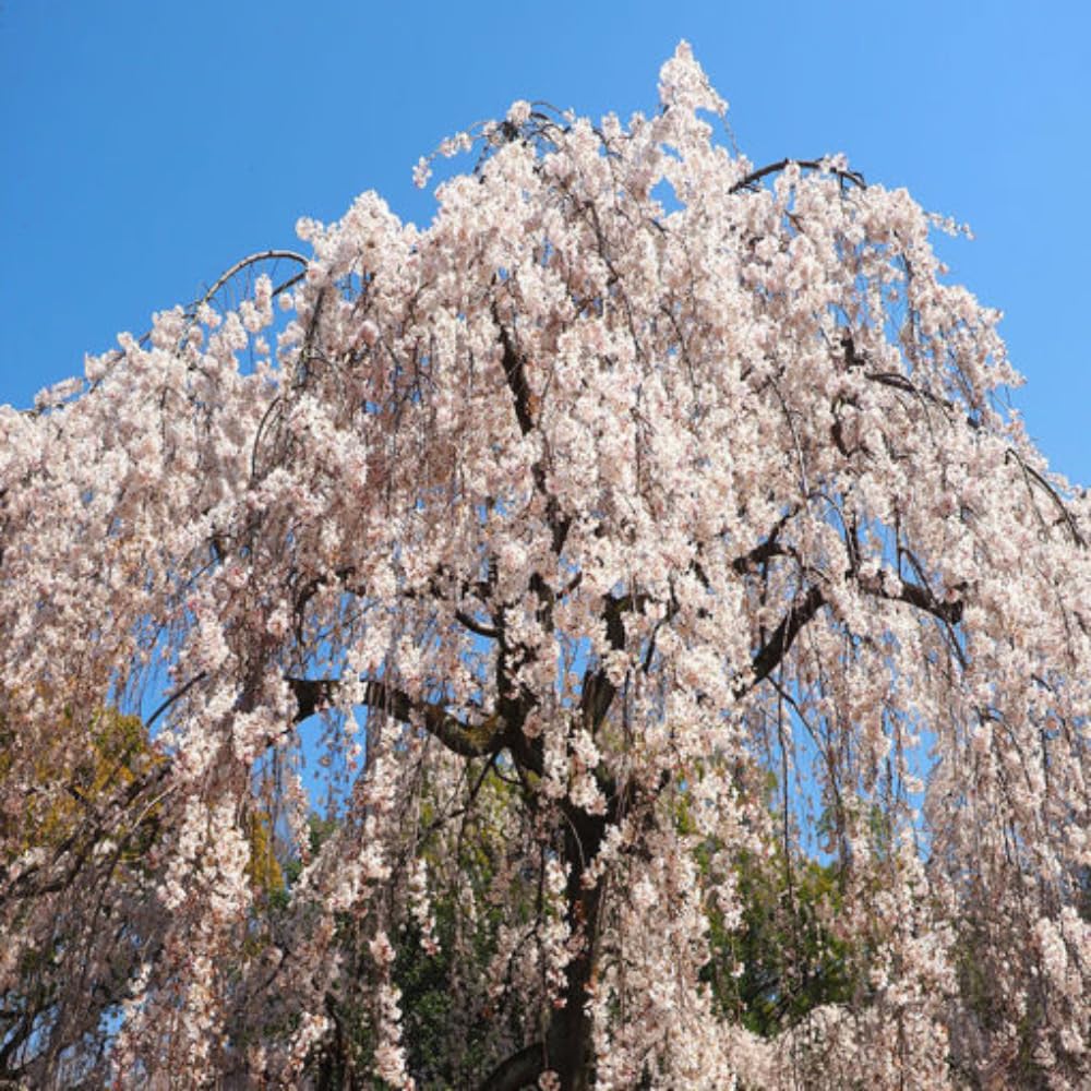 Cherry Blossom Tree Live Plant, 8-12" Tall, Ornamental Flowers for Outdoor Planting, in Pot (Weeping Cherry)