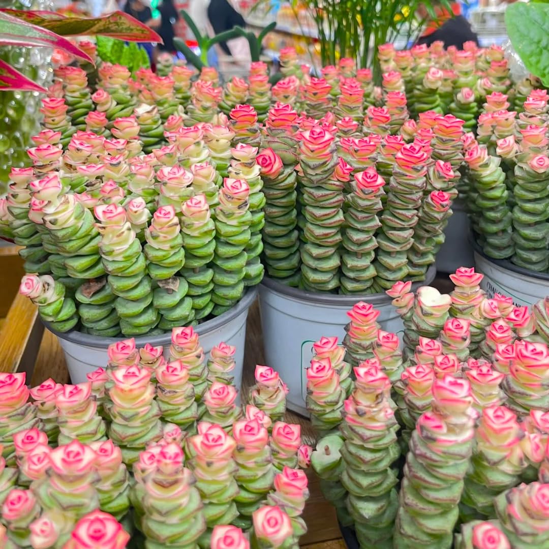 String of Buttons Live Plants, Easy Indoor Trailing Succulent in 2.5" Pot, Hanging Succulent Houseplant Indoor Outdoor Planting