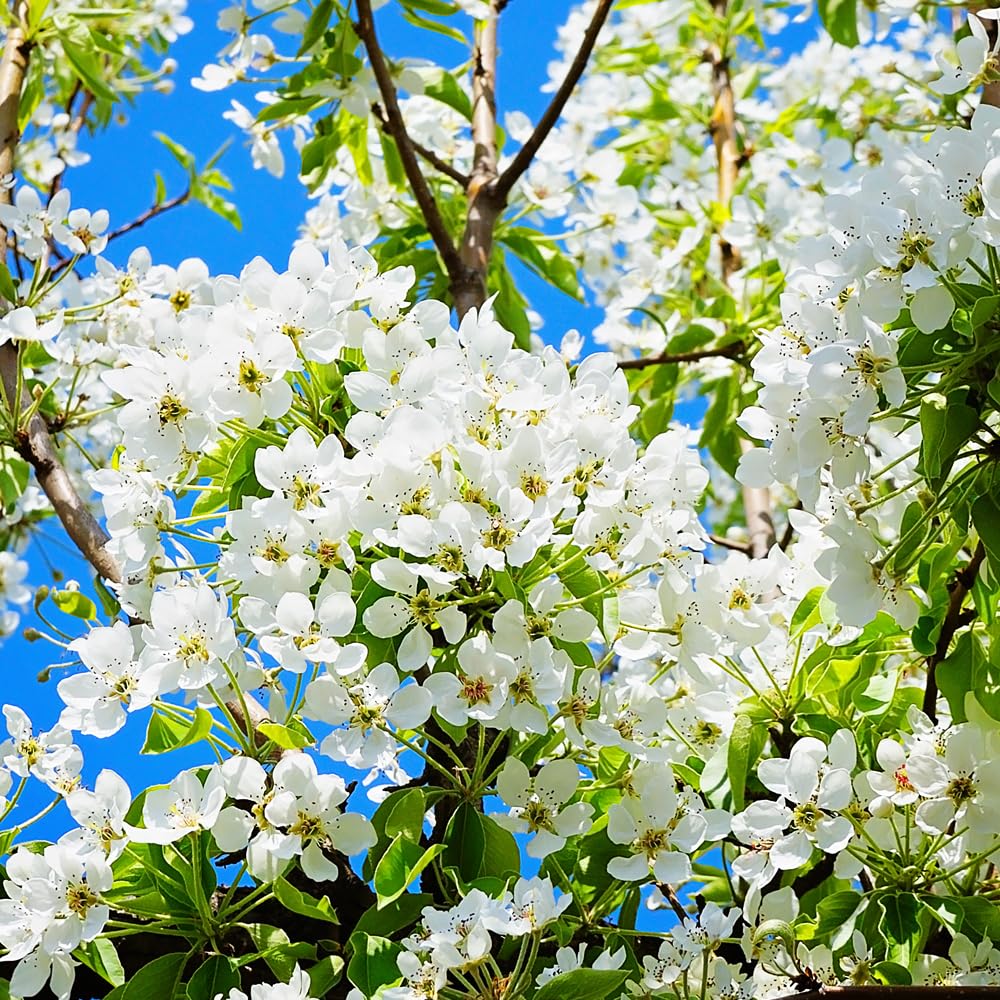 Generic Bartlett Pear Tree, Classic, Sweet, Juicy Fruit for Every Garden, 7 gal. Nursery Pot, 4-5 ft Tall (Due to Agricultural Laws, we Cannot Ship to CA, AZ, AK, or HI), White, Green