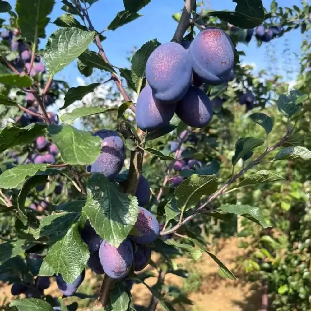 Purple Plum Tree Plant, 3 to 4 Ft Tall, Sweet Plum Fruits Live Plant for Planting Home Garden, Cold Hardy, Bareroot, Dormant