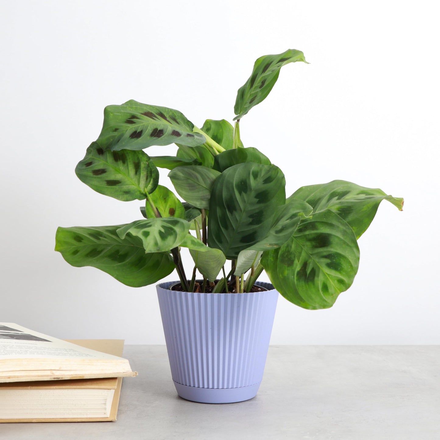 Thorsen's Greenhouse Green Prayer Plant, Live Indoor Plant, Pet Friendly, Uncommon Houseplant, Green Maranta, Easy to Grow, 4" Diameter Pot (Lavender)