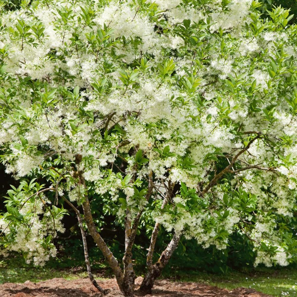 White Fringe Tree in Quart Pot, Live Perennial White Fringe Flower Tree Plant, 8 to 10 Inch Tall for Planting
