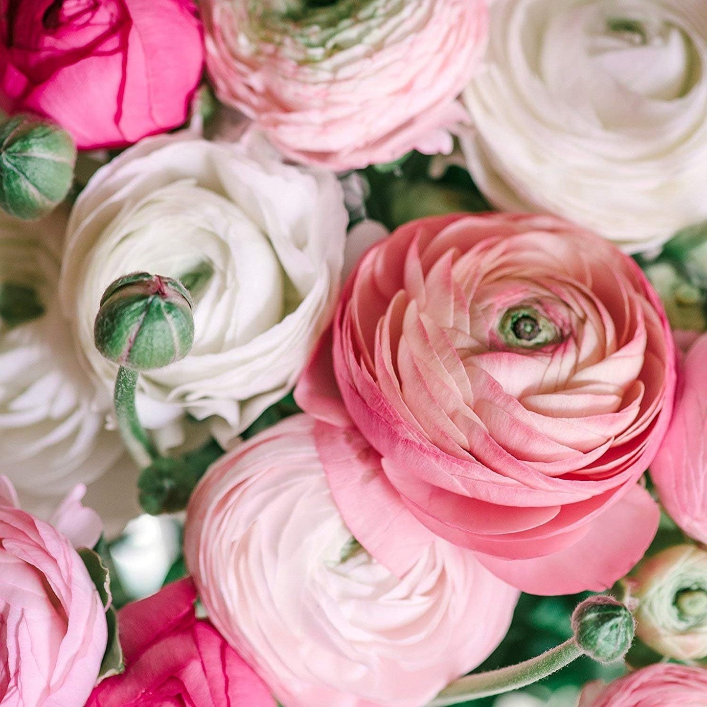 Café Ranunculus Corms for Planting – Romantic Blush & Champagne Double Blooms – Spring Flowering Buttercup Bulbs – Cut Flower Garden Favorite (40 Corms)