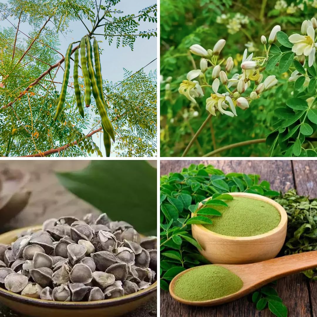 2 Moringa Trees Live Plants, Moringa Oleifera Drumstick Plant Live, 4 Inc Pot, Herb Garden Planting
