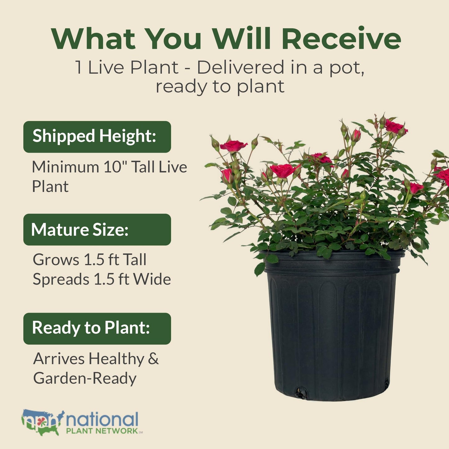 Sunblaze Dragon Fruit Mini Rose Bush - Summer & Spring Blooming Deep Pink Flowers for Gardens and Floral Arrangements - Grows Upto 1.5' x 1.5' in 2 Gal Pot - Garden Roses w/Mild Fragrance (1 Count)