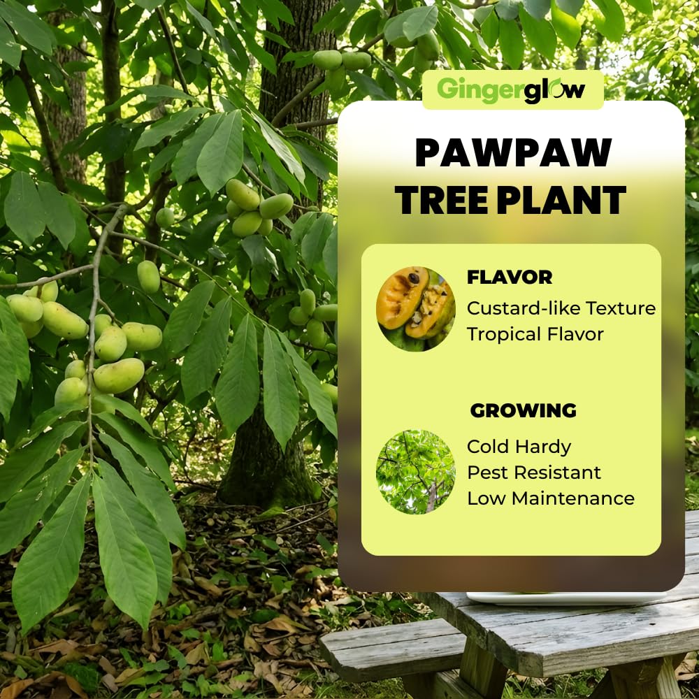 2 Pawpaw Live Plants, 12-24 Inch Tall, Asimina Triloba Native Fruit Trees, Deciduous Tropical Tree for Backyard, Dormant Plant