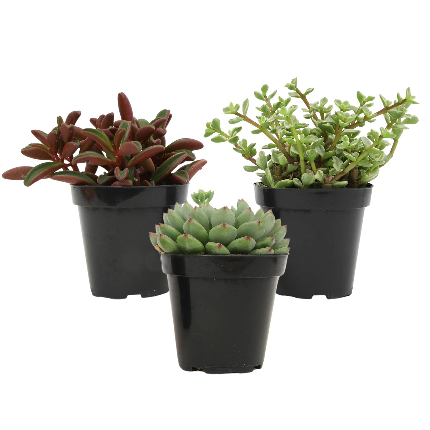 Altman Plants Pet Friendly Plant Pack (3PK) Real Succulents, Pet Safe Plants & Succulent Plants, Live Succulents, Pet Friendly Plants, Live Plants & House Plants in 3.5" Pots with Succulent Soil Mix