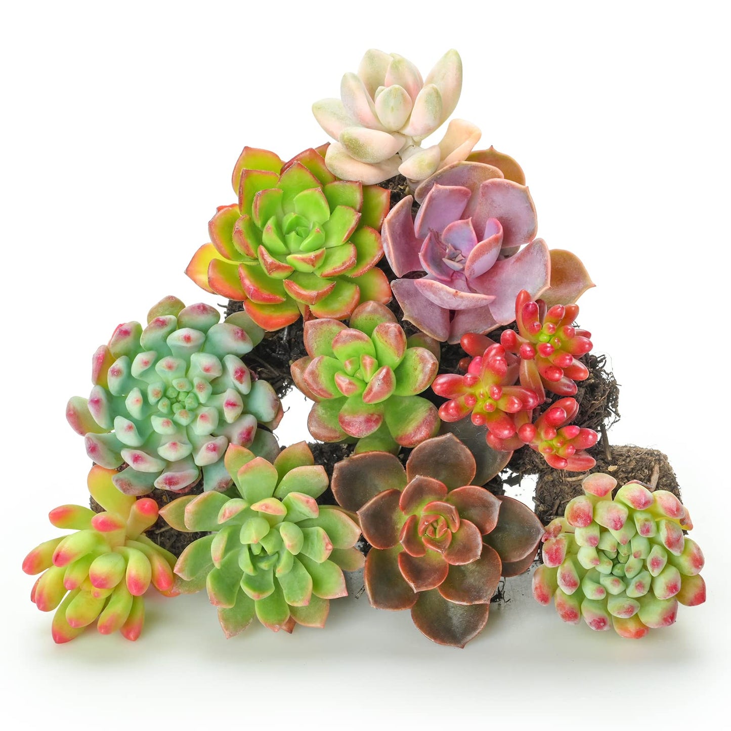 Sprout N Green 10 Assorted Succulents with Root, 10 Different Varieties Live Plants Collection, Without Plant Pot, Easy to Care, Great for Gardener Beginner, DIY Projects, Wedding Party Favor