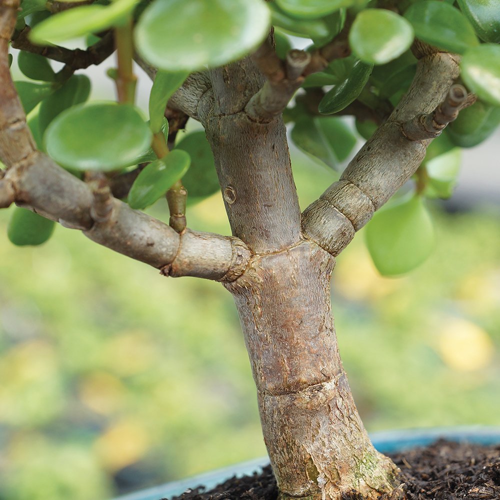 Brussel's Live Dwarf Jade Indoor Bonsai Tree - 3 Years Old; 4" to 6" Tall with Decorative Container