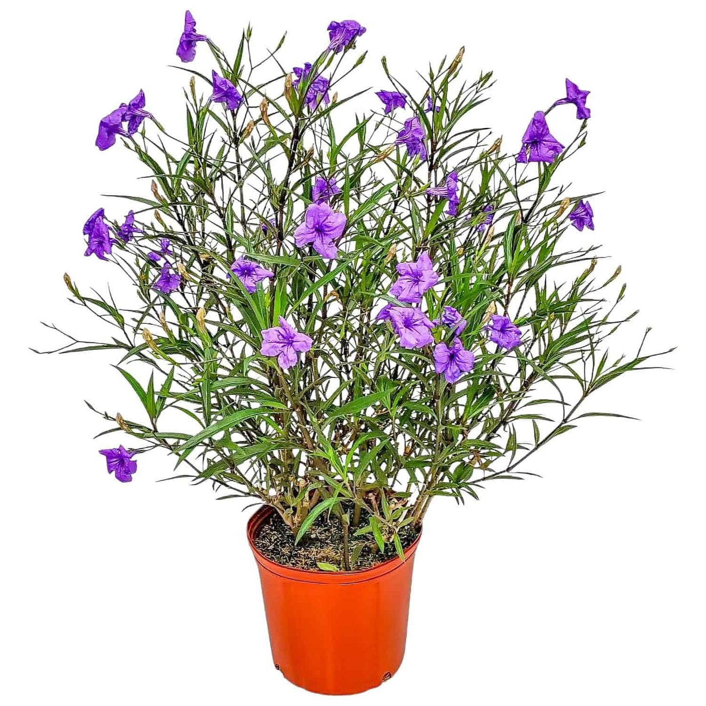 Tropical Plants of Florida Purple Ruellia Live Plant - 3 Gallon 26 to 34 Inch Tall Flowering Shrub Outdoor Garden Border Hedge Plant