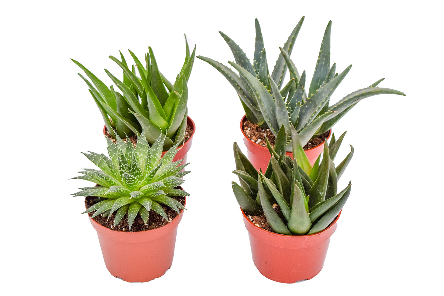 Live Aloe Succulents – Large Assorted 4-Inch Aloe Succulents – Fully Rooted Aloe Succulents (4)