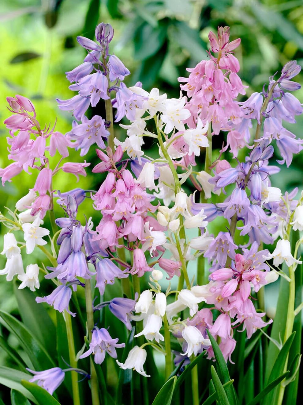 Votaniki Spanish Bluebell Mixture - Perennial Spanish Bluebells (Wood Hyacinth) Bulbs for Planting | Spring Flowering Bulbs, Bell Shaped Flowers - Easy to Grow (12 Pack)