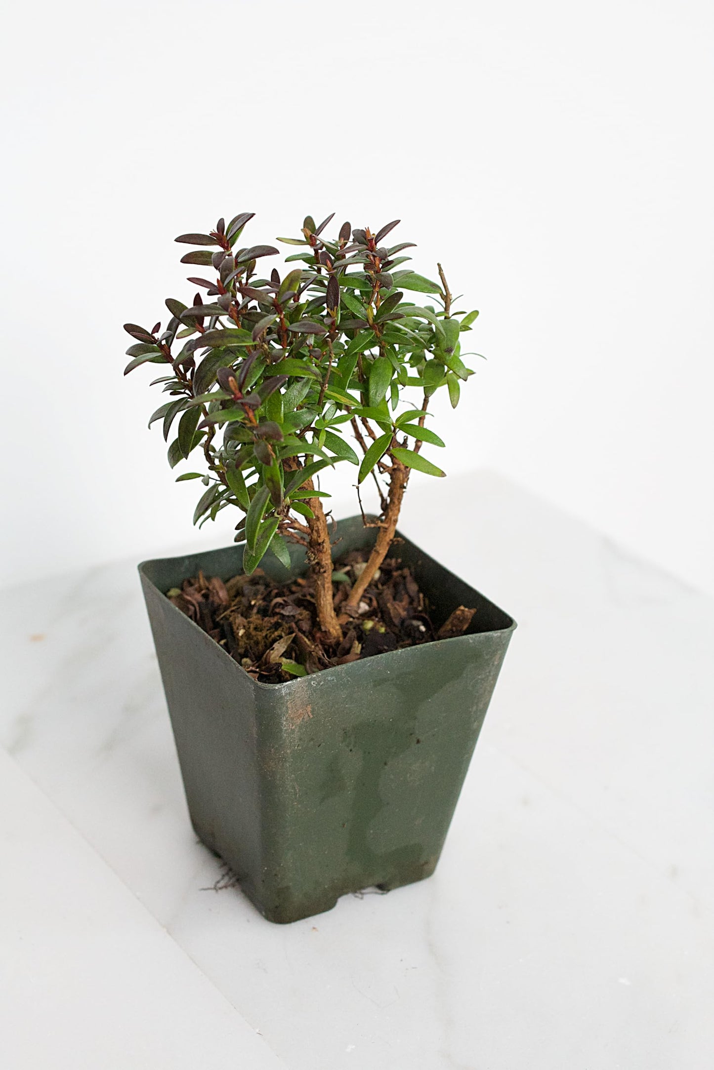 Generic Bonsai Starter Myrtle Compacta Plant Gift Mini Starter Plant 2 inch Pot Outdoor Zen Garden Gift for Mom (1), Green