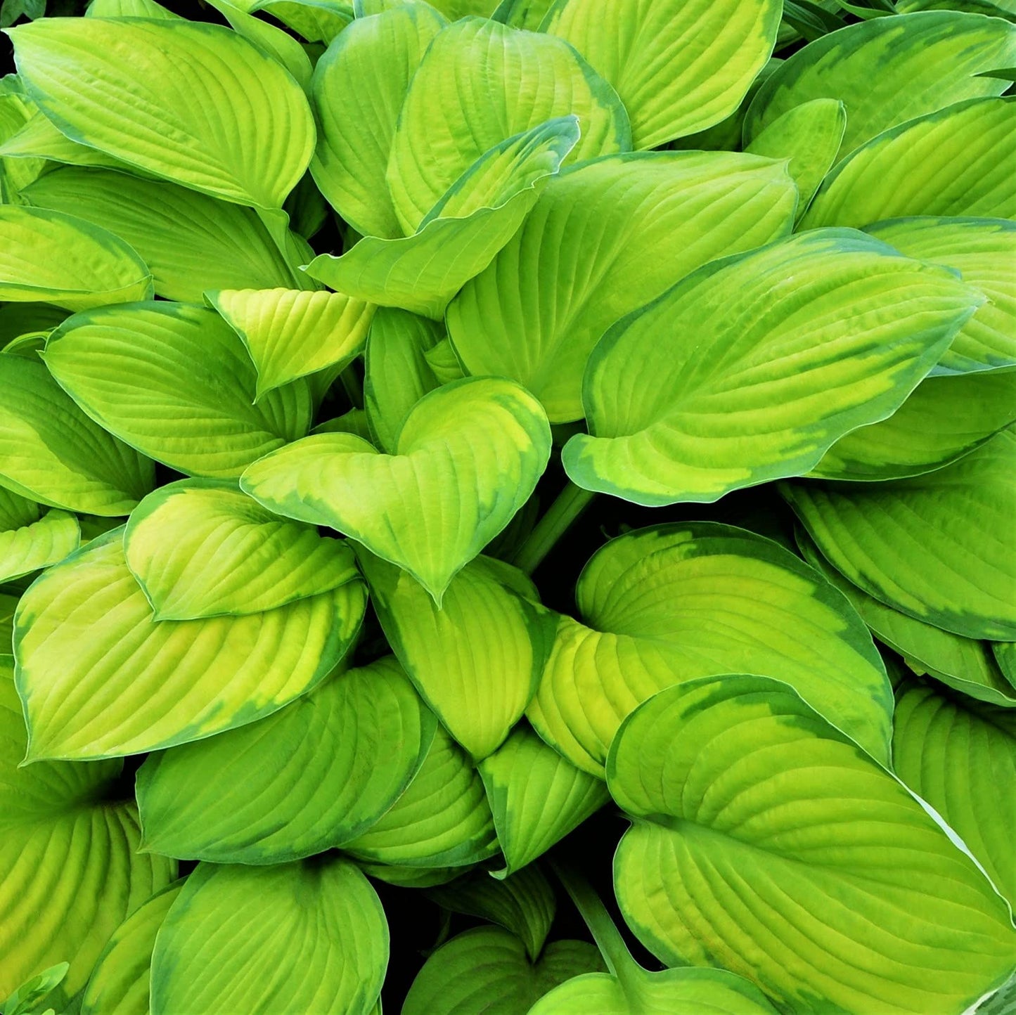 Easy to Grow Hosta Stained Glass 3 Plant Bareroots - Bright Golden Green Foliage for Shade, Summer Flowers