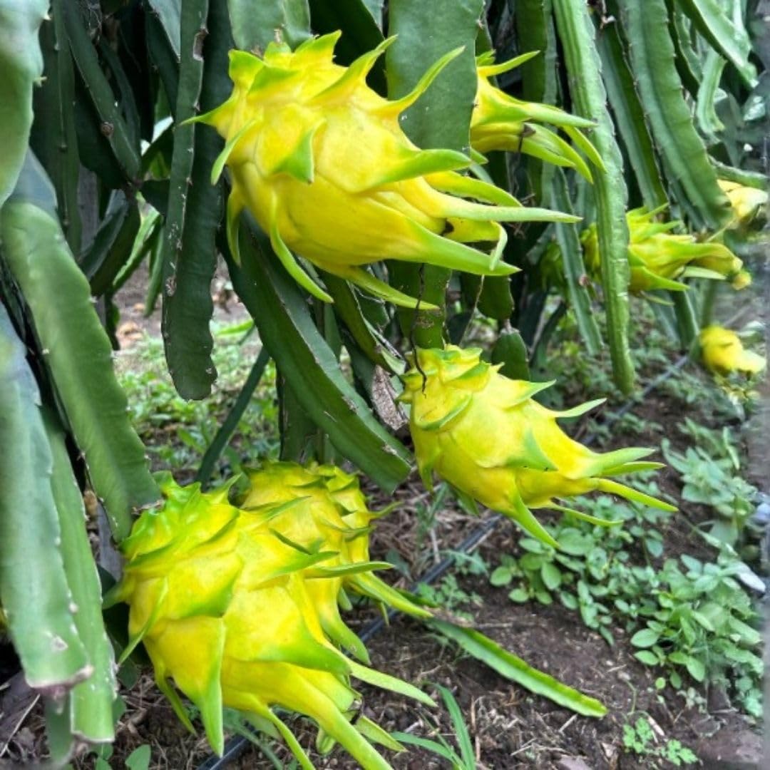 Sweet Yellow Dragon Fruit Plant 1 Gallon, Tropical Dragon Fruit Plant Live for Planting Outdoor Home Gardening