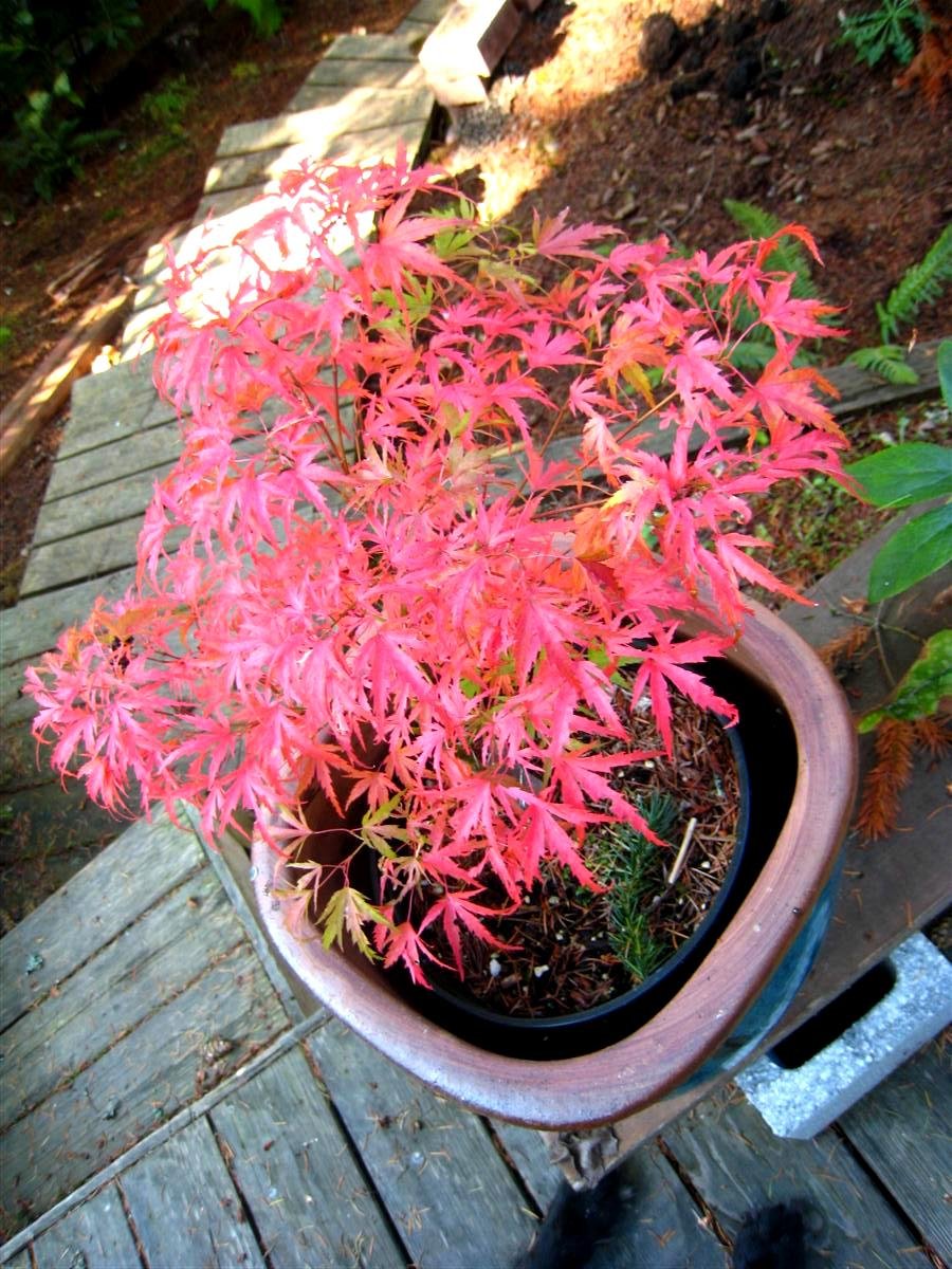 Dwarf Kamagata Japanese Maple Live Plant