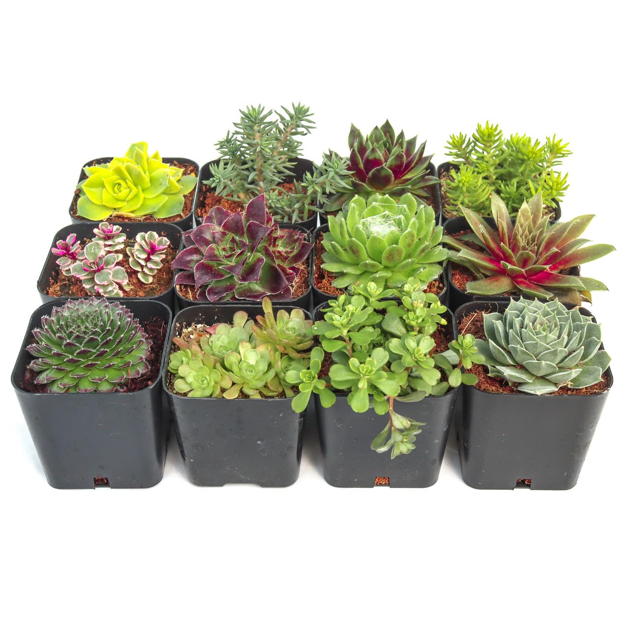 Mountain Crest Gardens Hardy Succulent Variety Pack - 12 Frost-Tolerant Live Plants, Rooted in 2 Inch Pots - Real Outdoor Succulents for Rock Gardens, Landscaping, DIY Arrangements