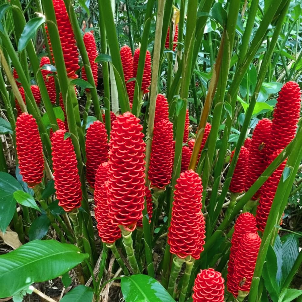 5 Shampoo Ginger Roots, Awapuhi Zingiber Zerumbet Fresh Ginger Rhizomes, Live Ginger Lily Perennial Garden