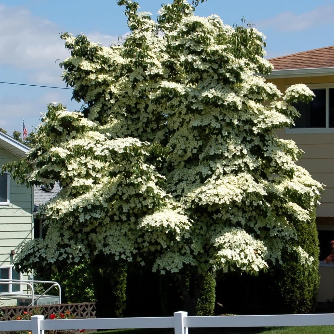 Kousa Dogwood Trees Live Plants in Pot, White Flowering Dogwood Plants Live, 6-12" Tall Bushes for Planting Outside Flower Shrubs