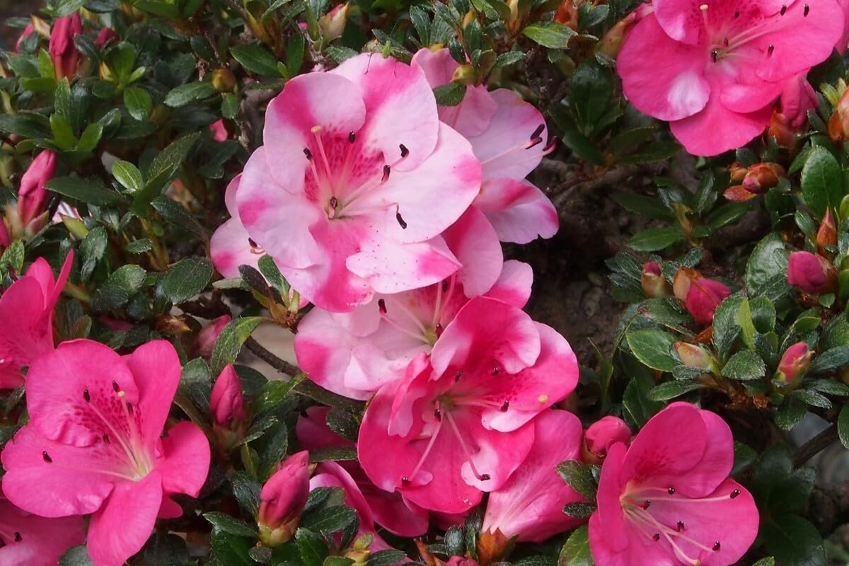 Live Plant - KOBAI 2 Azalea Rhododendron Deciduous Starter Plant Stunning BI-Color Blooms