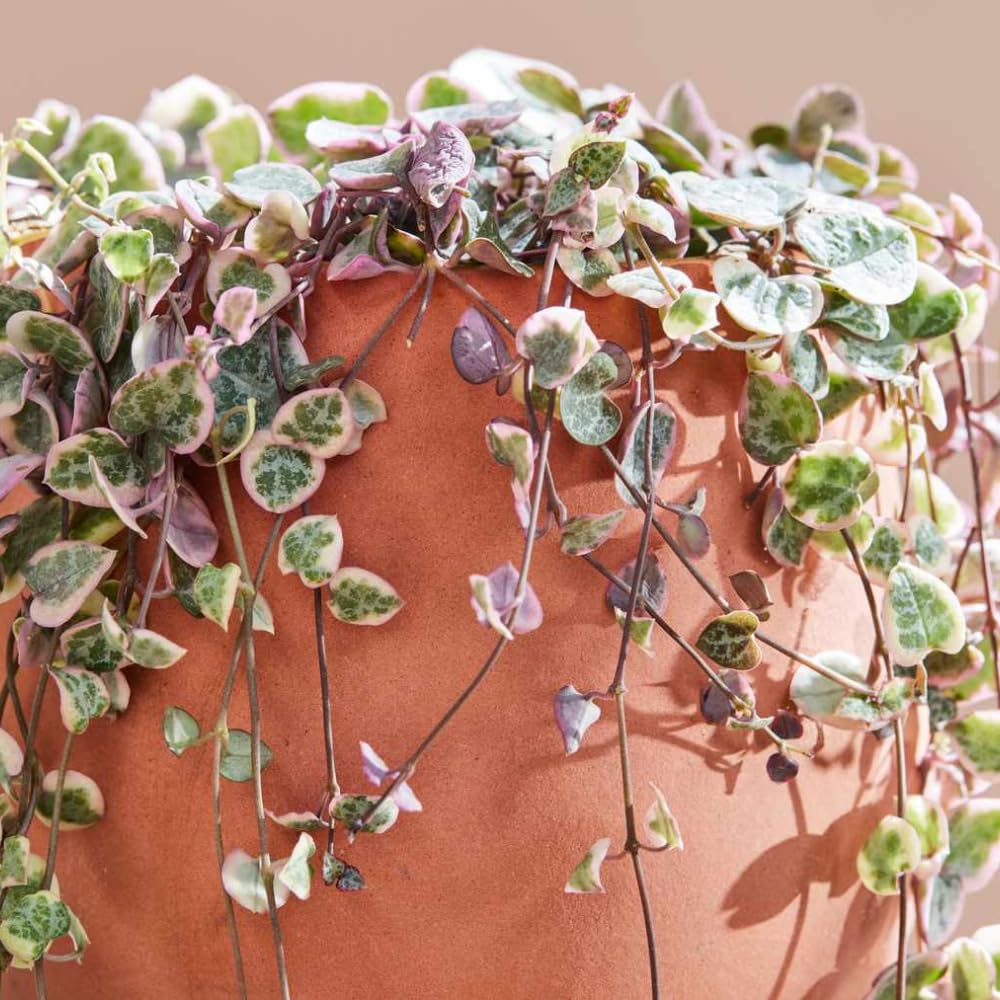 Variegated String of Hearts Plant Live, Ceropegia Woodii Variegata, in 2.5" Pot, Rare Trailing Succulent Vine for Indoor Hanging Pots