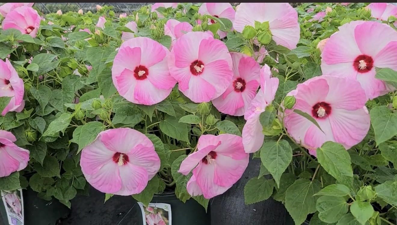 Live Plant - Luna Pink Swirl Hibiscus moscheutos-Small Rooted Starter Plant-Huge 8-10” Blooms