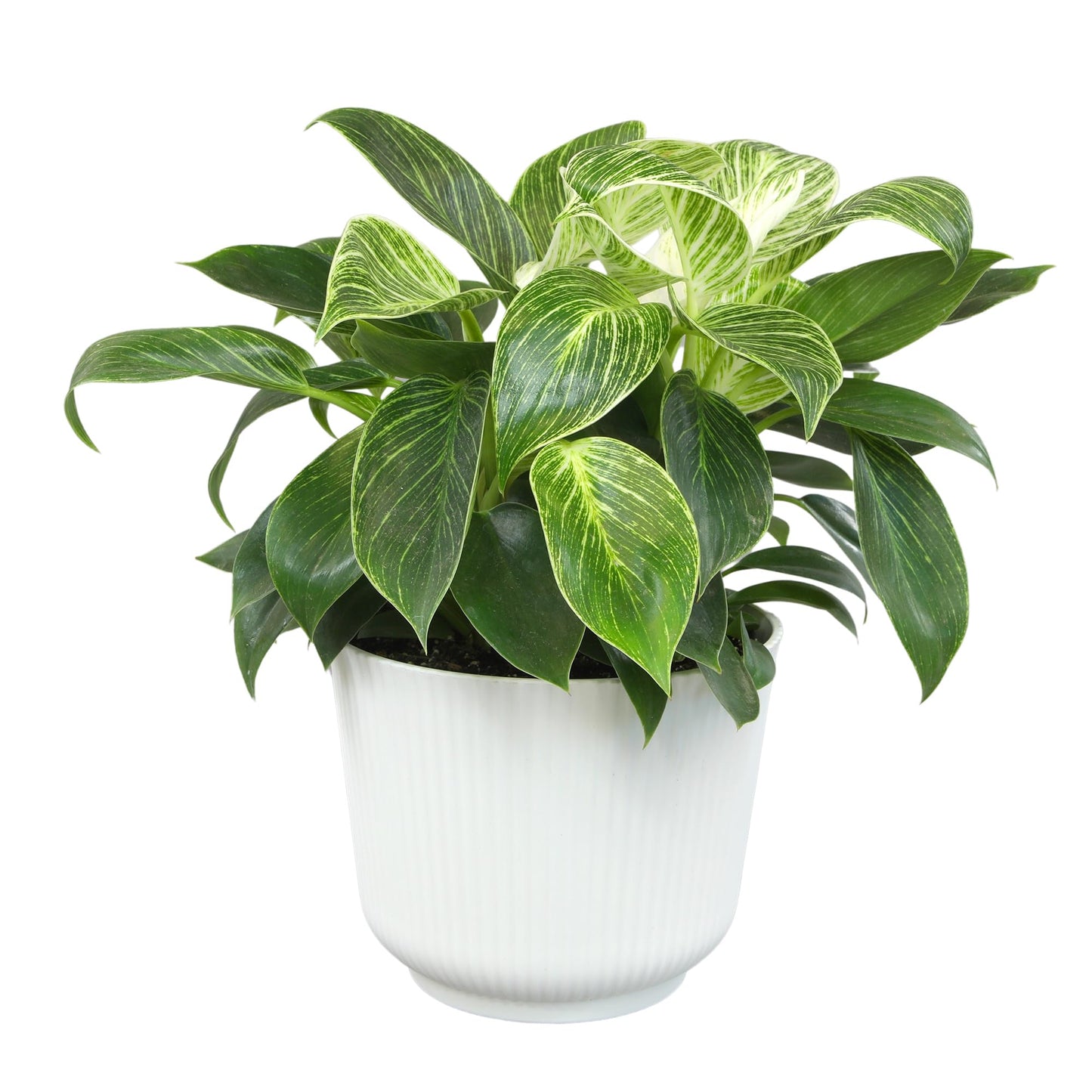 Variegated Philodendron Birkin House Plant Gift & Decor, Powerful Air Purifying Plant, Easy to Grow, Upright Philodendrons, Popular Live Indoor Plants, Includes 6" White Décor Pot, Unique Houseplants