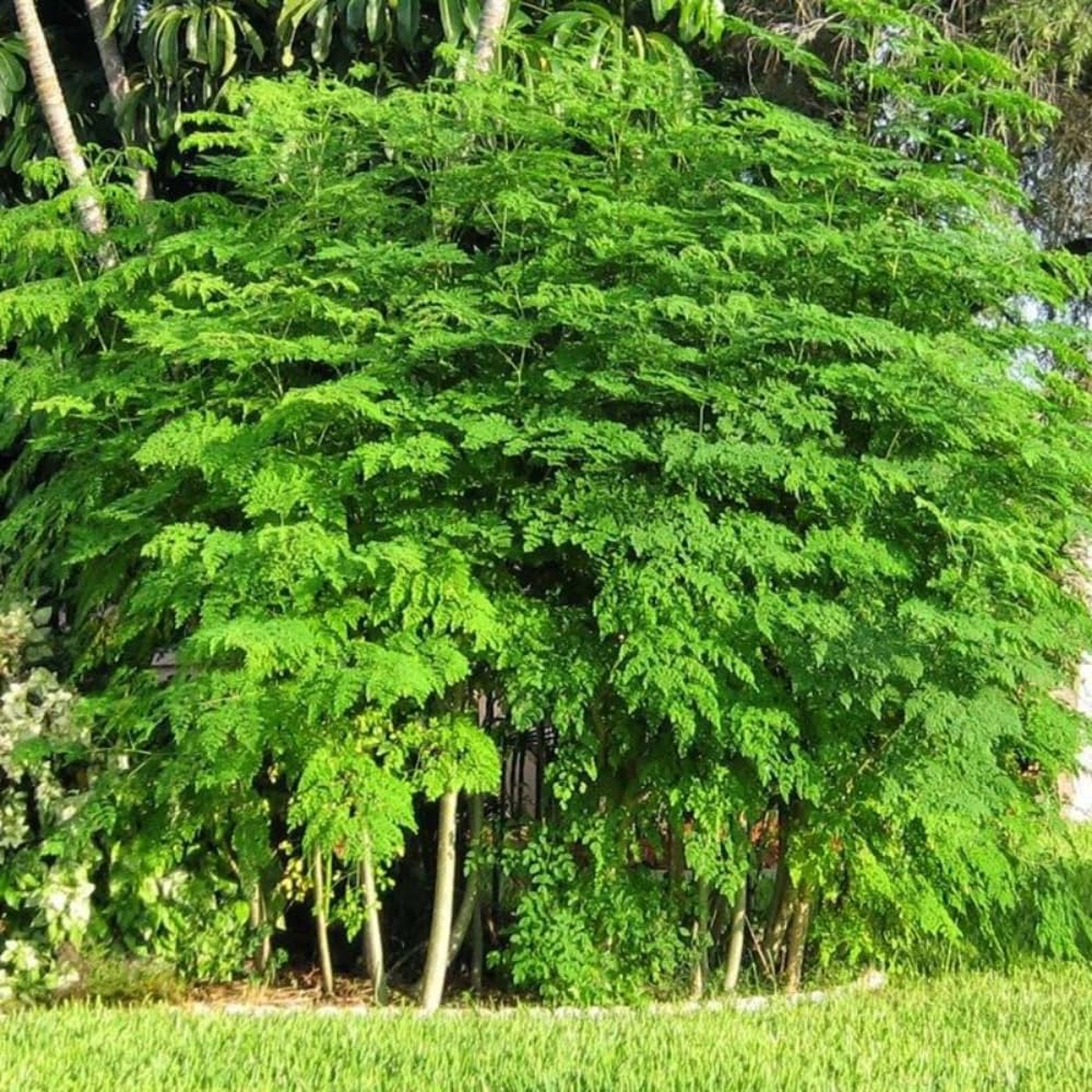 2 Moringa Tree Live Plants, Moringa Oleifera Starter Plants, Drumstick Tree, 5-7 Inch Tall, Fast Growing Ready to Grow for Outdoor Garden, Well Rooted