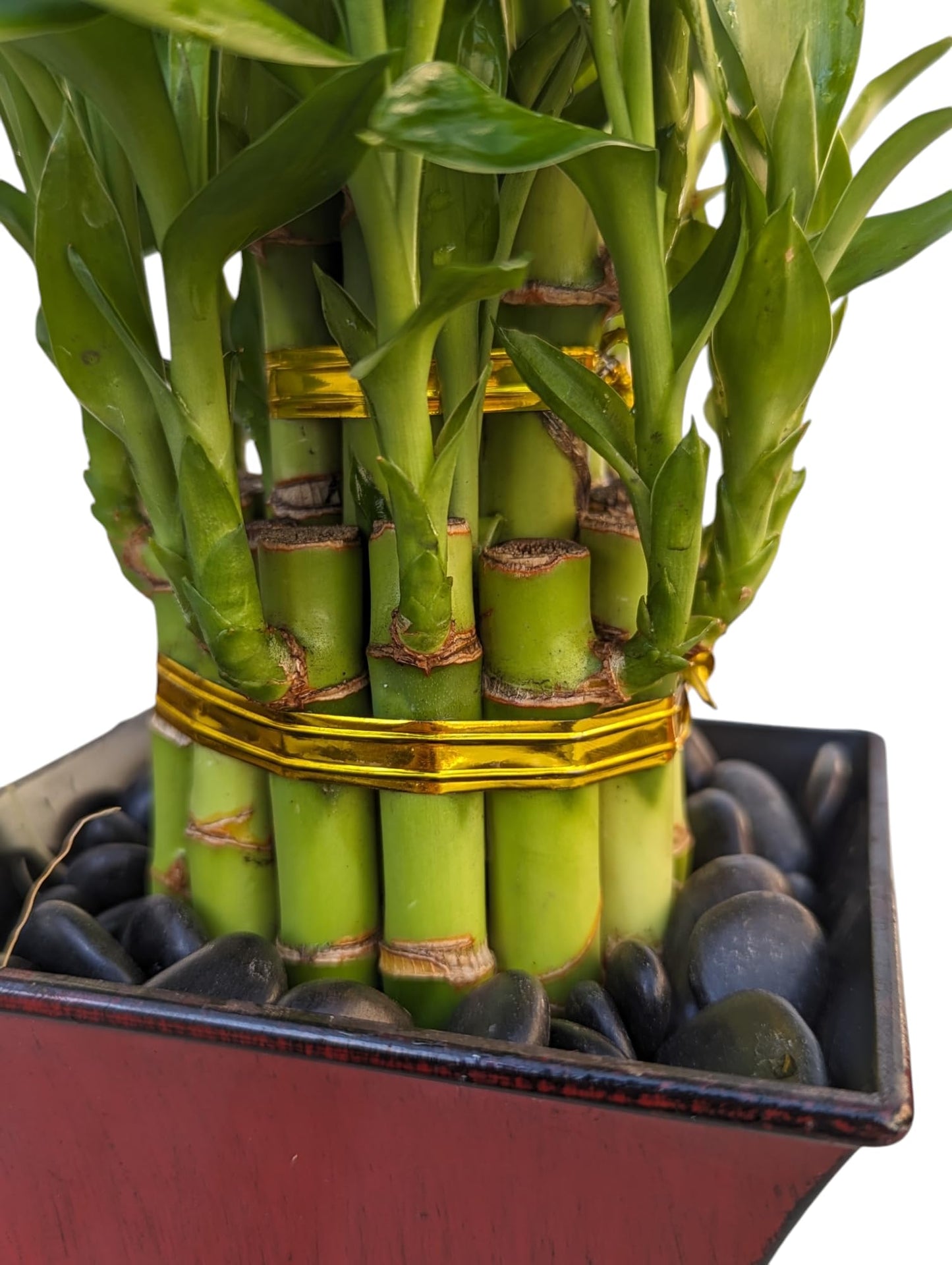 Live Lucky Bamboo Plant in Red Vase, 2 Tiers, 6" and 4" Stalks