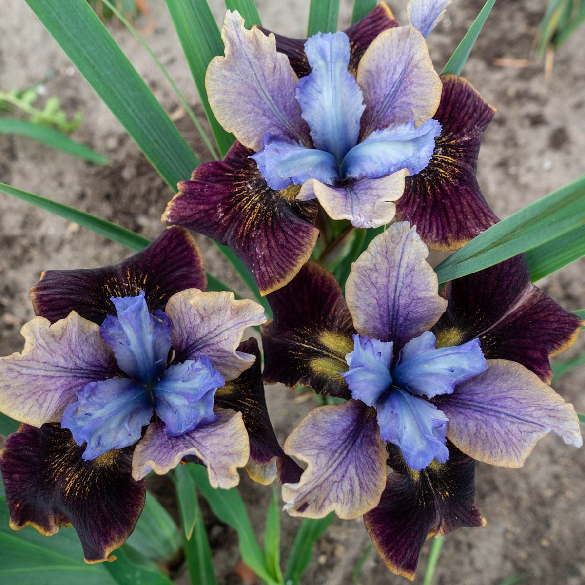 Black Joker Siberian Iris Dormant Bare Root Perennial Roots (3-Pack)