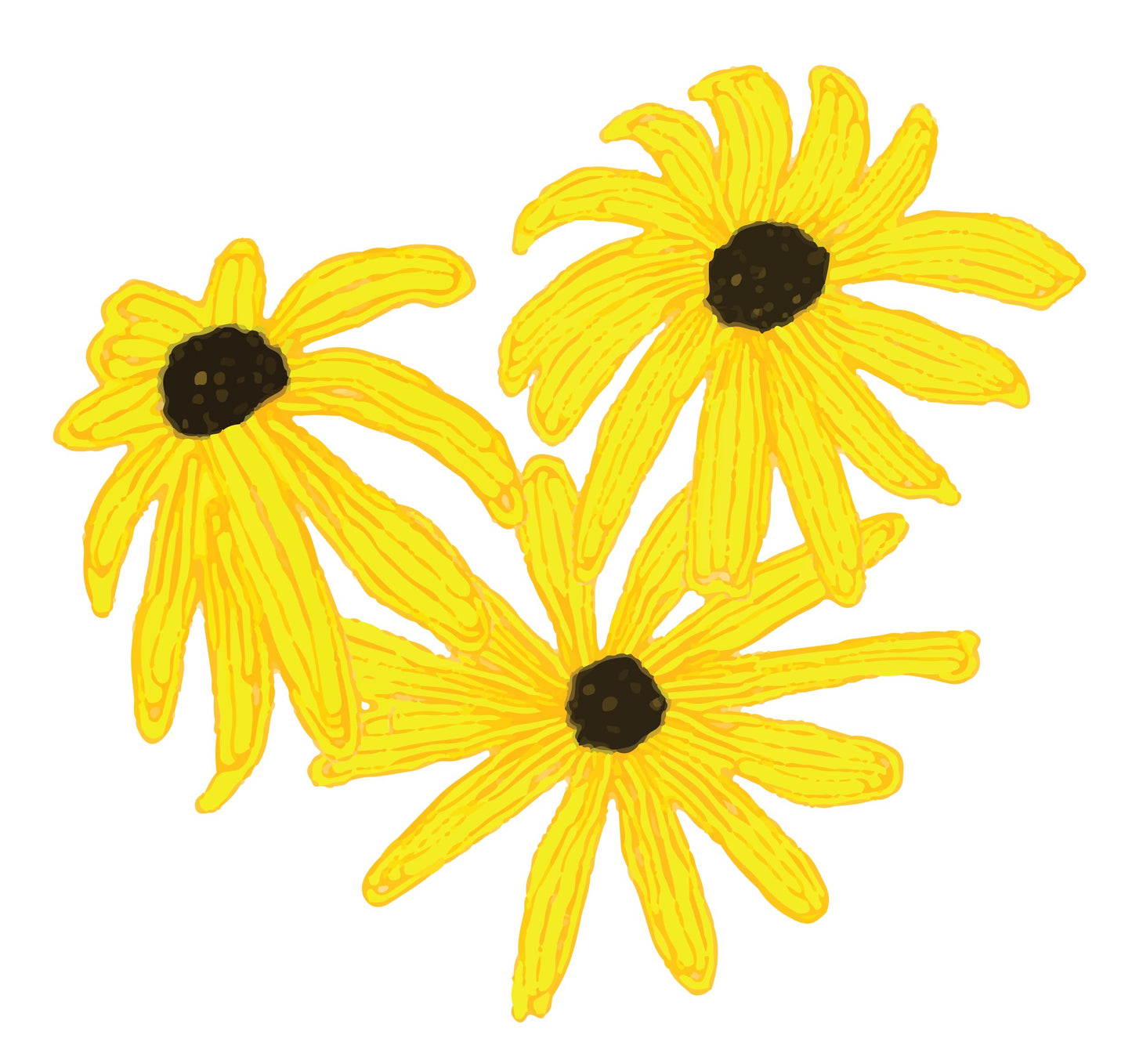 Blackeyed Susan (Rudbeckia hirta) Live Plant in 2.5 inch Pot - Organic Native Pollinator Plant by Smoke Camp Crafts