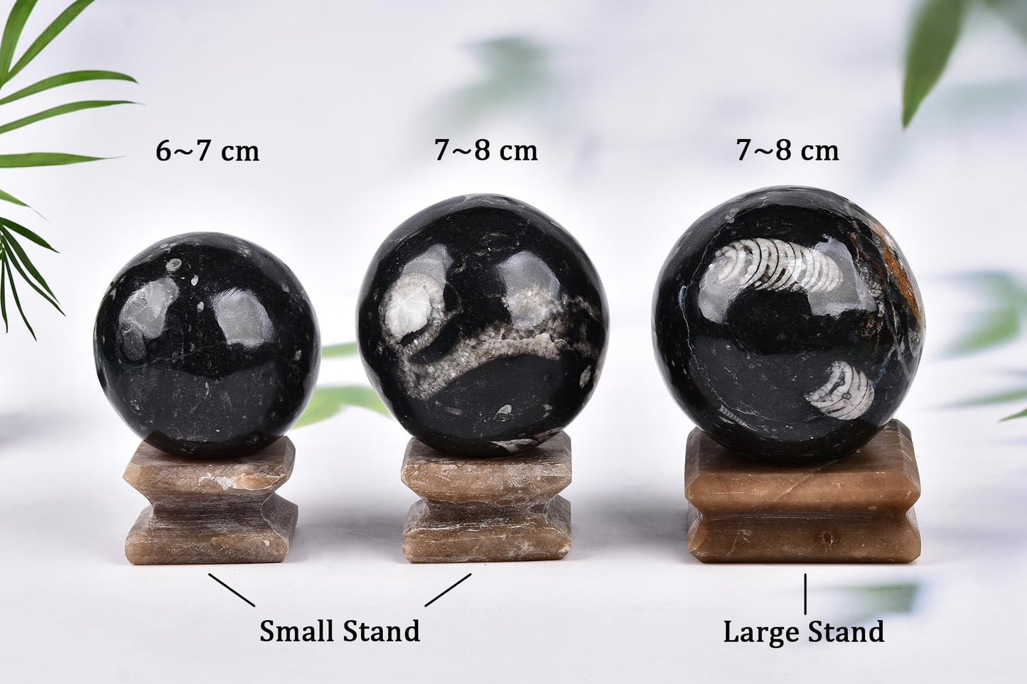 AMOYSTONE Large Orthoceras Fossil Divination Sphere for Collector Gift