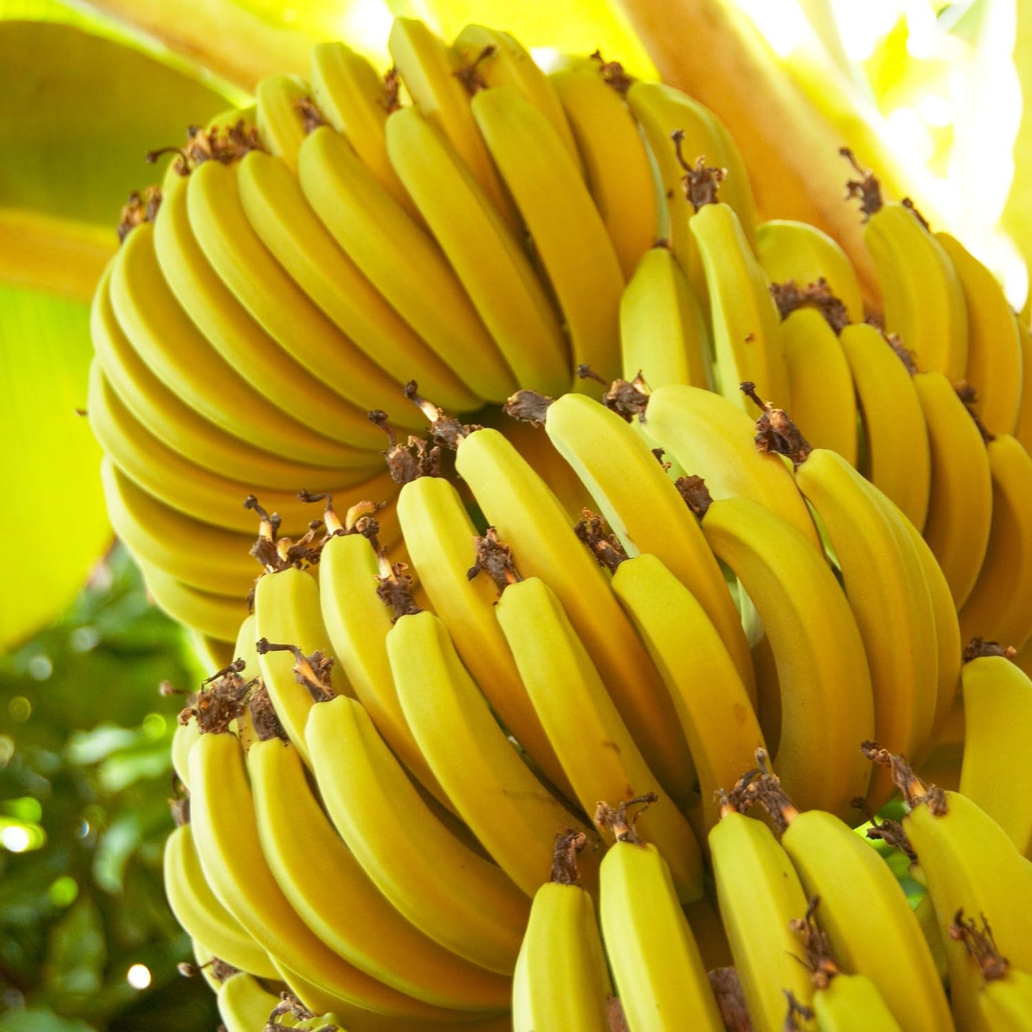 Dwarf Cavendish Banana Tree Live Plant, Well Rooted 4-8" Tall, Cold Hardy Tropical Banana Plant Live Well Rooted, Live Banana Fruit