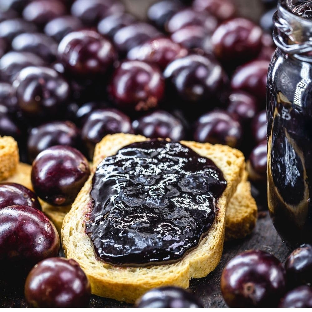 Sweet Black Jaboticaba Tree Live Plant, 2-3 Feet Tall, Jaboticaba Fruit Plants Live in 3 Gallon Pot, Jabuticaba Grapetree for Planting Outdoor Indoor, No Ship to CA