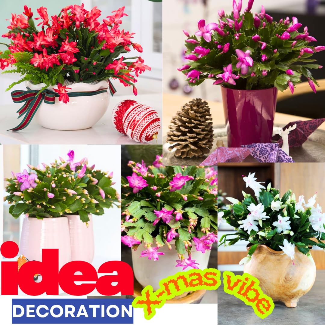 Christmas Cactus Plants Live, Thanksgiving Cactus Easter Cactus Like, 4-8 Inc Tall, Cold Hardy, Holiday Cactus for Indoor Outdoor Planting, Starter Size (Random Single Bloom)