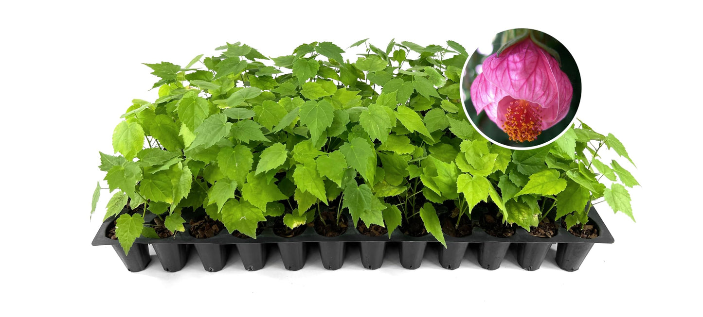 Abutilon Pink Plants | 3 Live Seedlings | Abutilon hybridum | Flowering Maple Shrub | Colorful Ornamental for Patios or Garden Beds