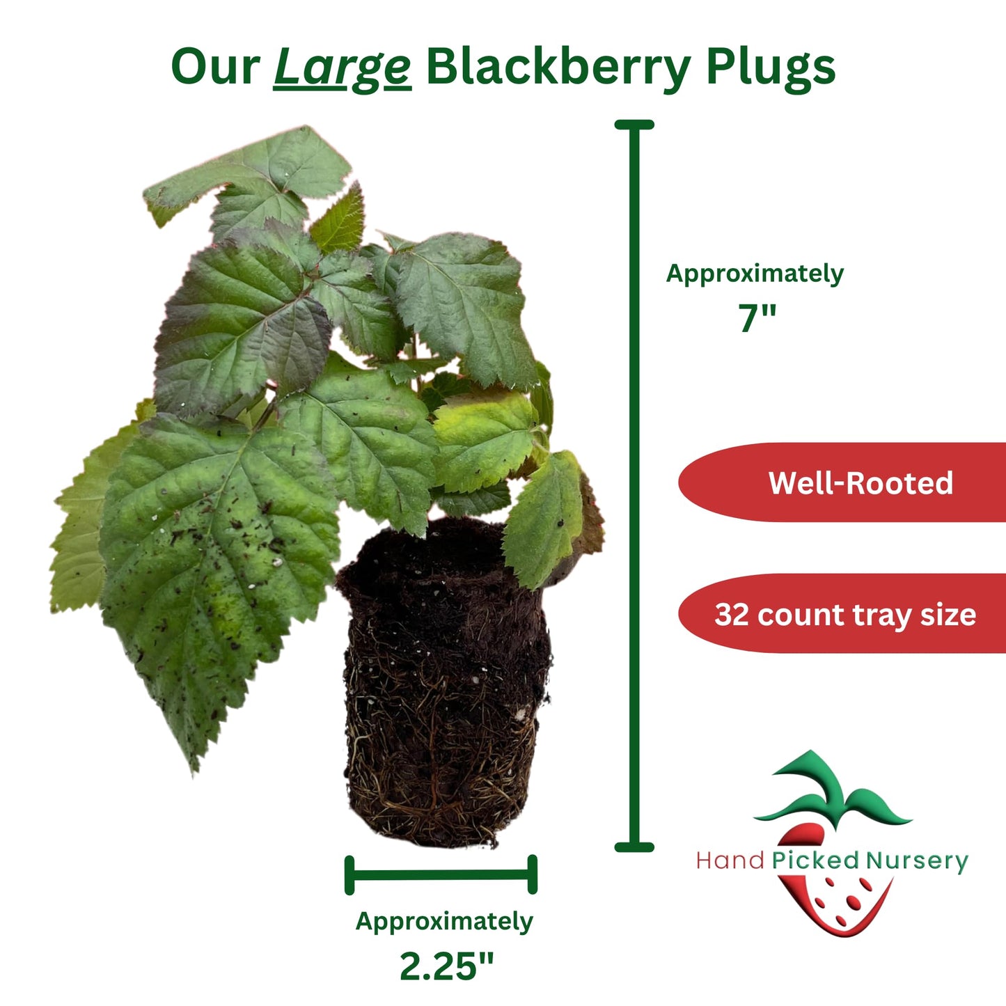 'Chester' BlackBerry Plants - Thornless, Winter Hardy, and Productive Blackberries from Hand Picked Nursery (1)