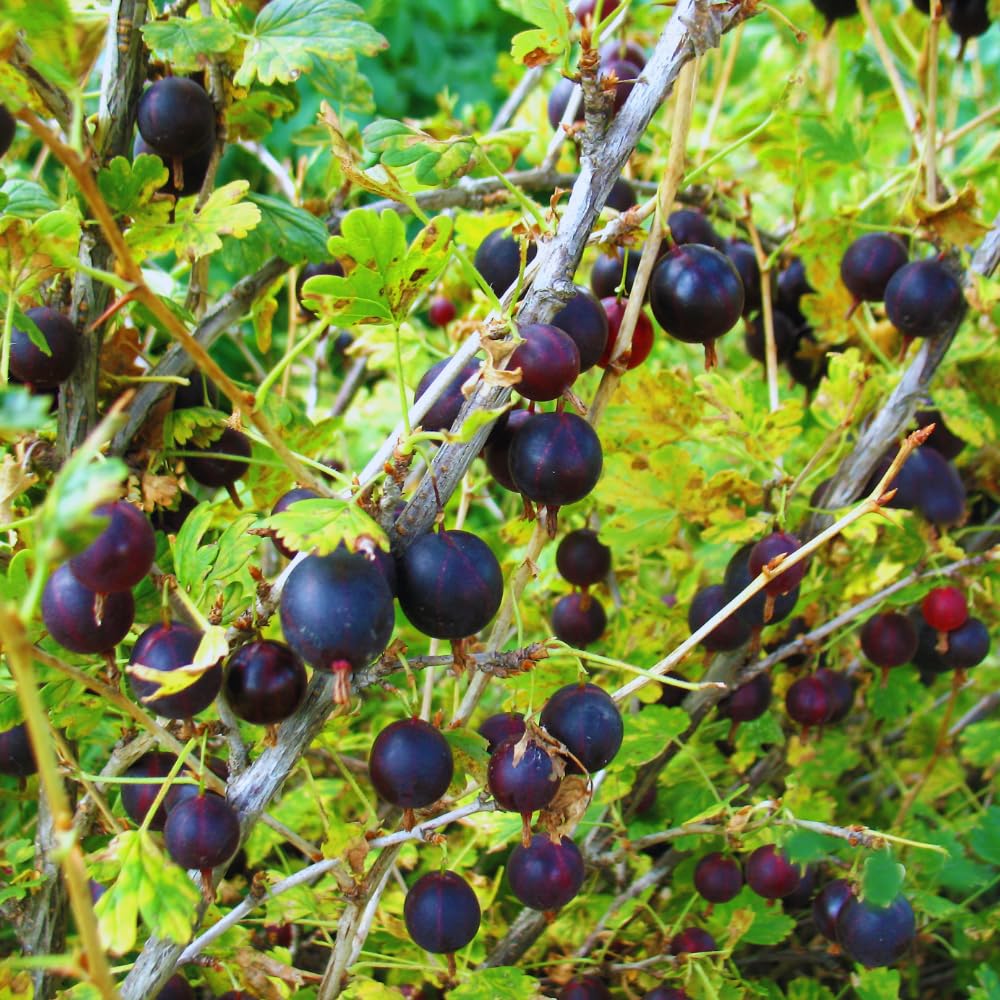 Gooseberry Plant Live for Planting, Gooseberry Bushes Live Plant, 5 to 10 Inc Tall (Black)