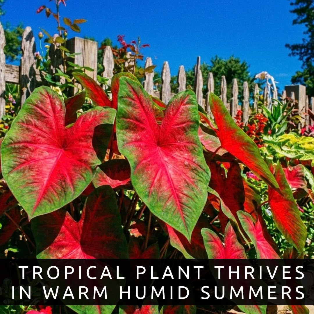 Scarlet Arrow Caladium Bulbs – 6 Premium Indoor Plants, Vibrant Red & White Foliage, Easy to Grow, Ideal for Homes, Patios, Gardens, Low Maintenance, Tropical Decor (6 Bulbs)