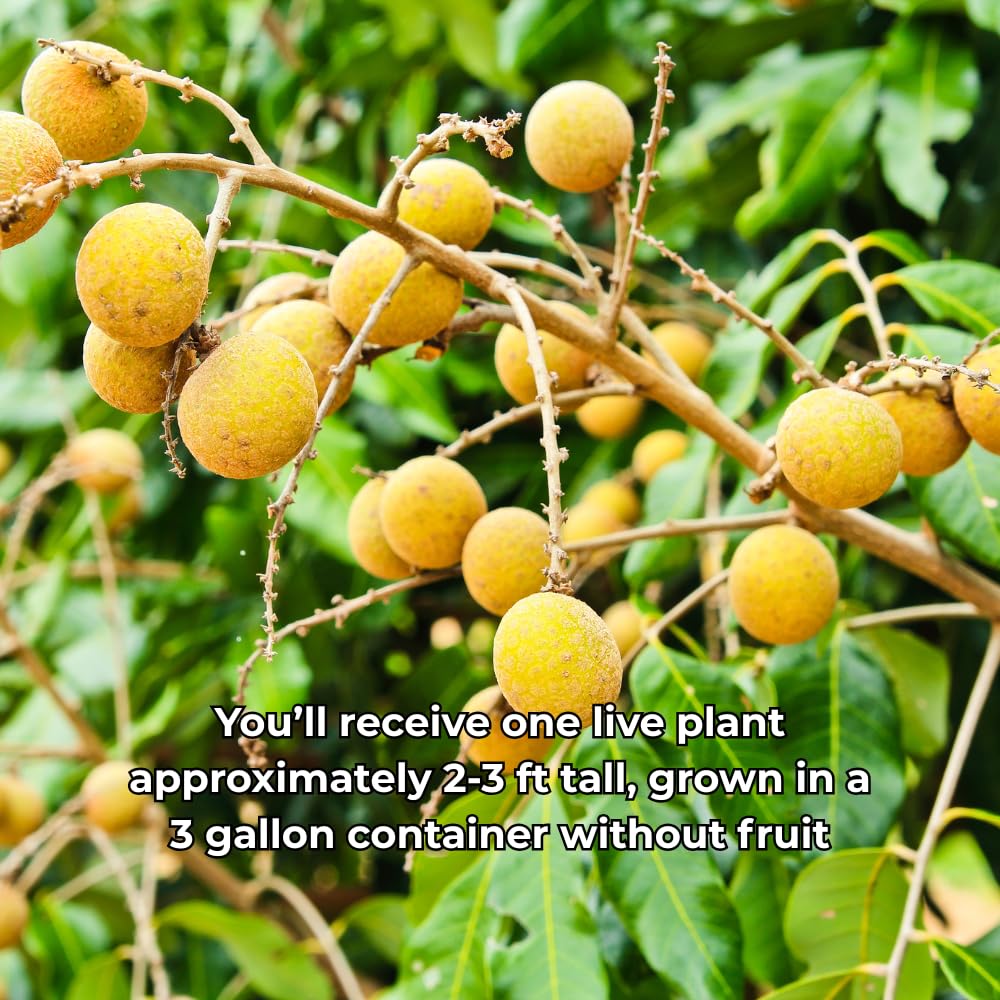 Longan Fruit Tree Live Plant, 2-3 Feet Height in 3 Gallon Container, Tropical Tree for Indoor Outdoor Planting and Home Garden Use, No Ship to CA