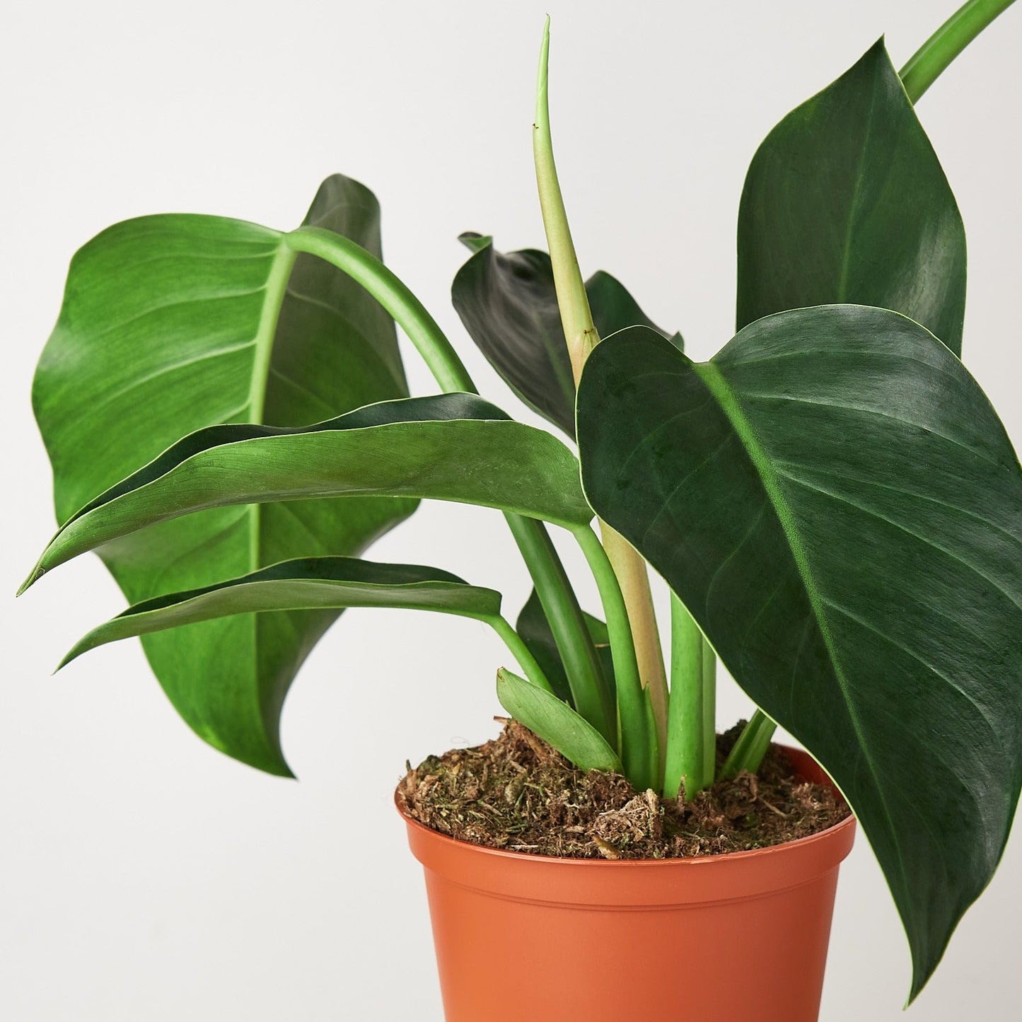 Philodendron 'Congo Green' | Live Plant for Indoor & Outdoor | for Living Room, Office, Bathroom | (6" Pot)