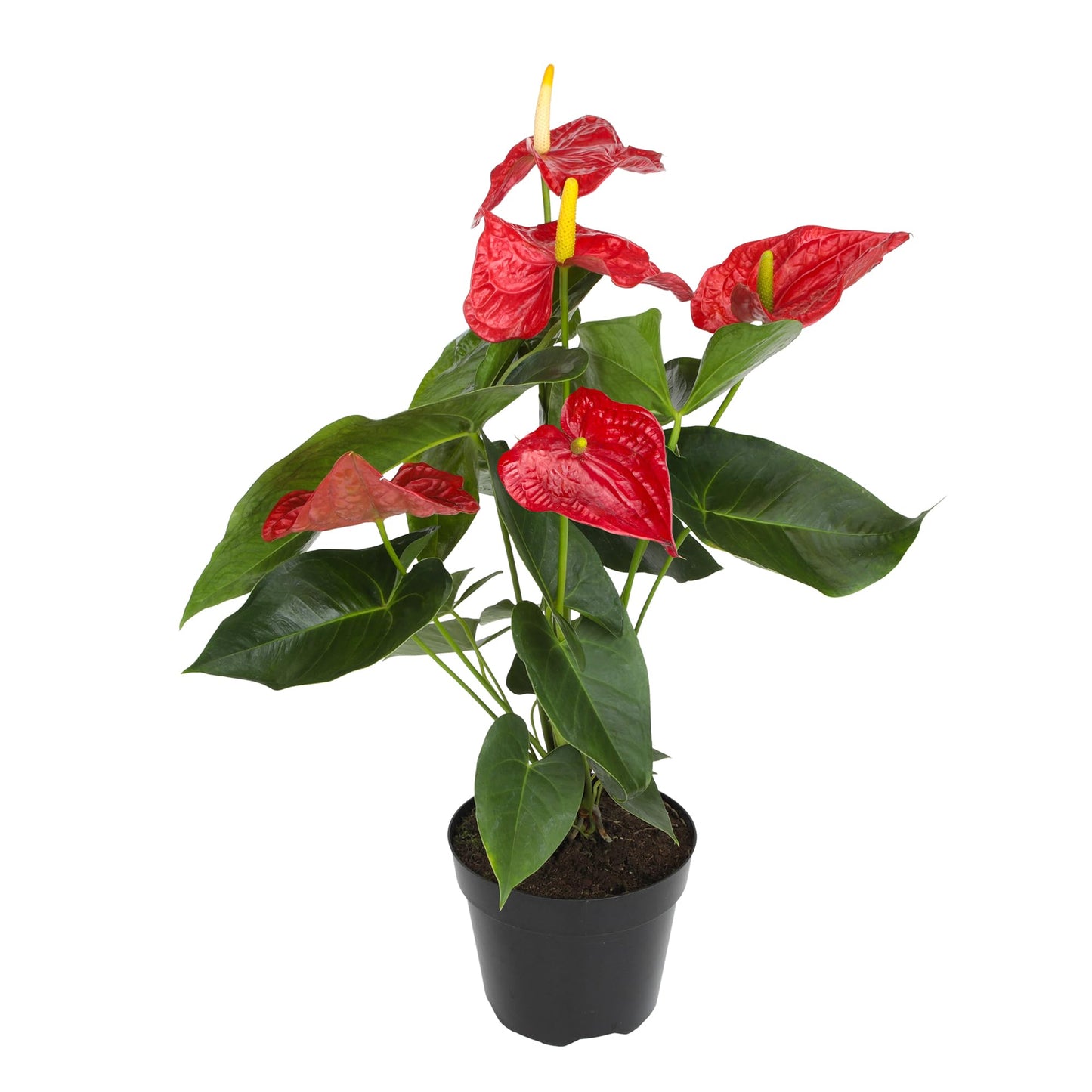 Red Anthurium Live Plant in 8" Grower Pot, Easy Care Real Houseplant, Anthuriums for Home or Office, Blooms Year Round, Air Purifying Houseplants by Plants for Pets