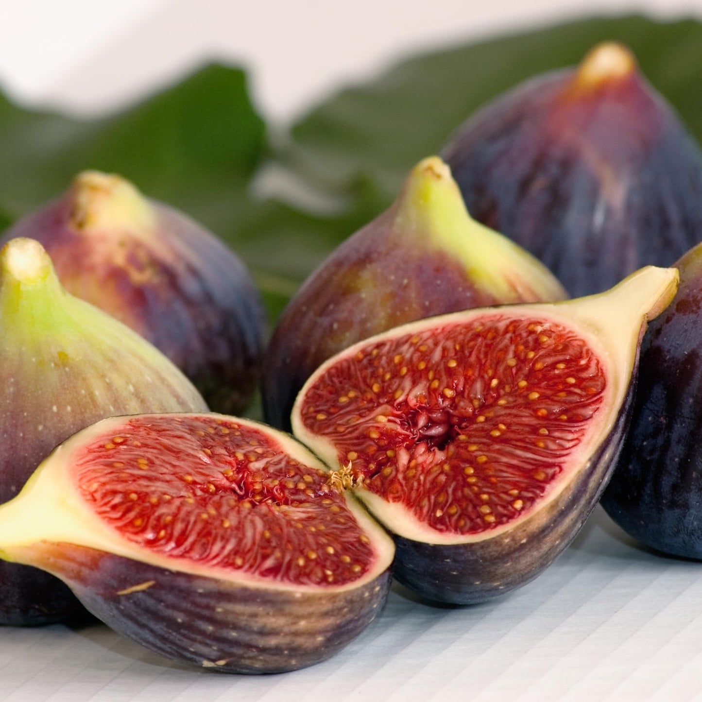 Fig Tree Chicago Hardy Live Plant (4 Pack) Cold-Hardy Live Plants to -10°F | Easy to Grow Plants | Edible Fruit Plant | Grow Your own Food on Your Edible Organic Garden| Live for Planting.