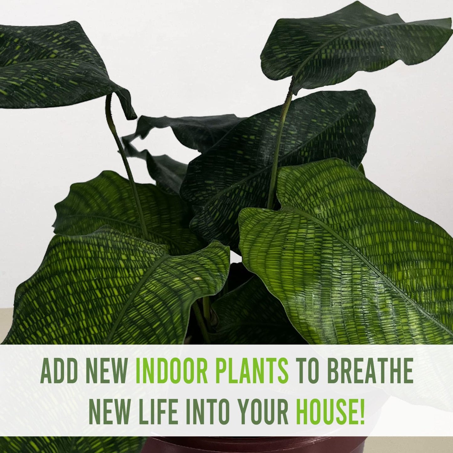 LEAL PLANTS ECUADOR Calathea Musaica Evergreen Live Indoor Plant| Calathea Network Prayer Plant |Natural Décor -Gift for Plant Lovers